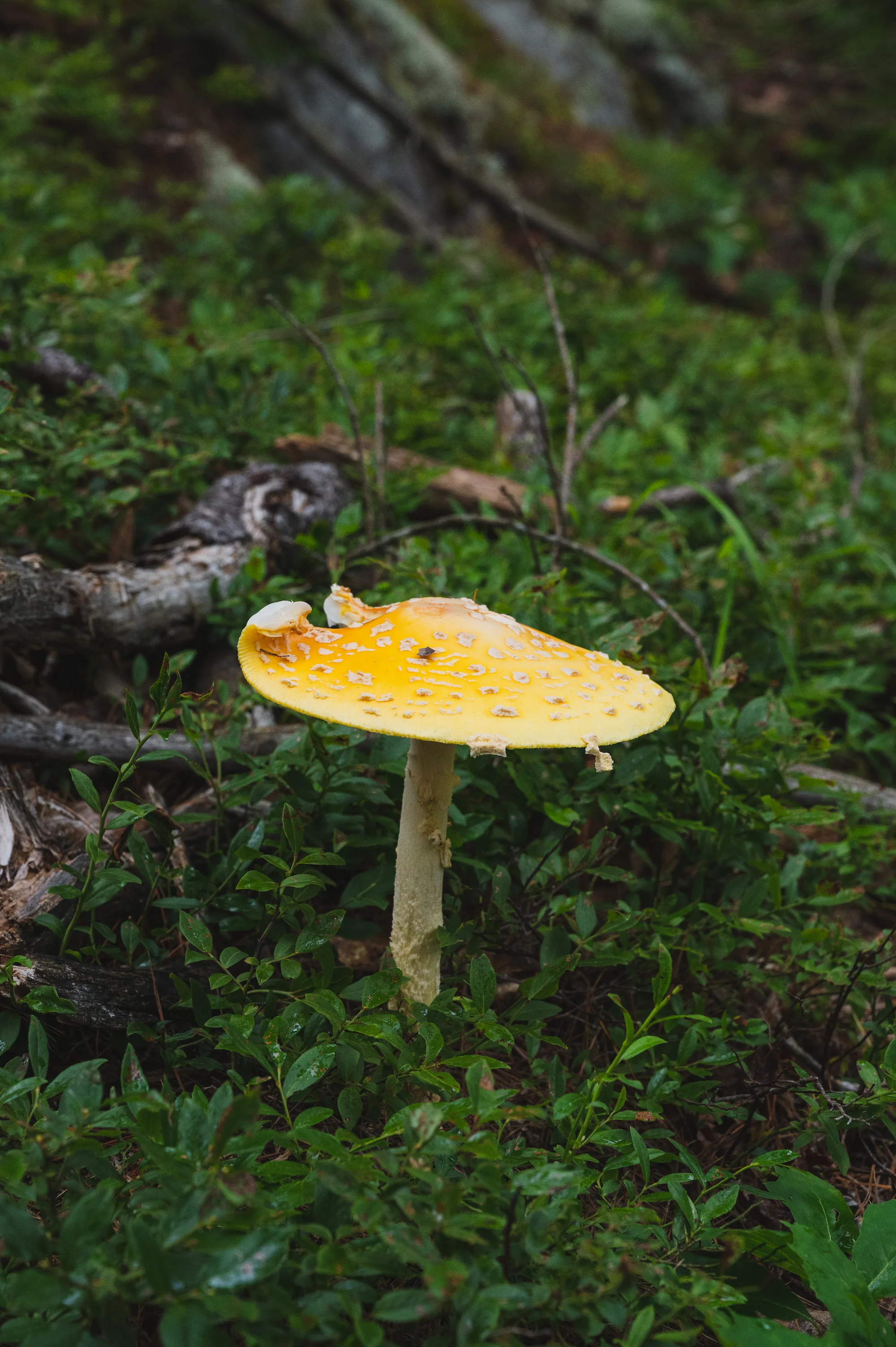 a yellow mushroom sits on a mossy ground